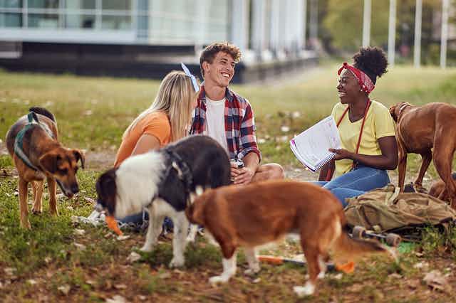 How Can Dog Therapy Help Distressed Students 275572 1 - How Can Dog Therapy Help Distressed Students?