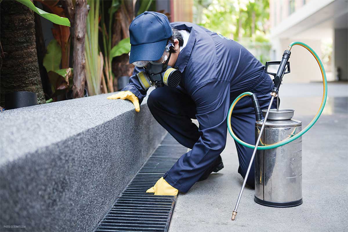Why get in touch with professional pest control services 277082 - Why get in touch with professional pest control services?